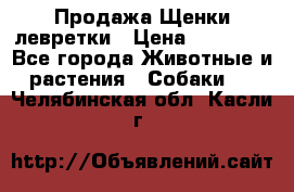 Продажа Щенки левретки › Цена ­ 40 000 - Все города Животные и растения » Собаки   . Челябинская обл.,Касли г.